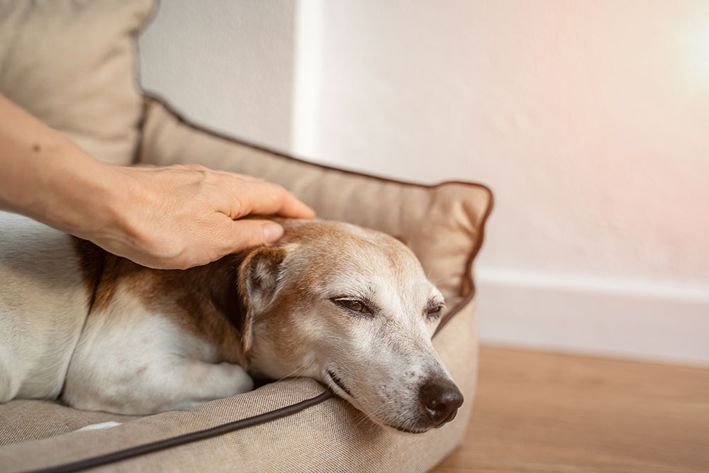 Comforted companion receiving gentle emotional support and veterinary care