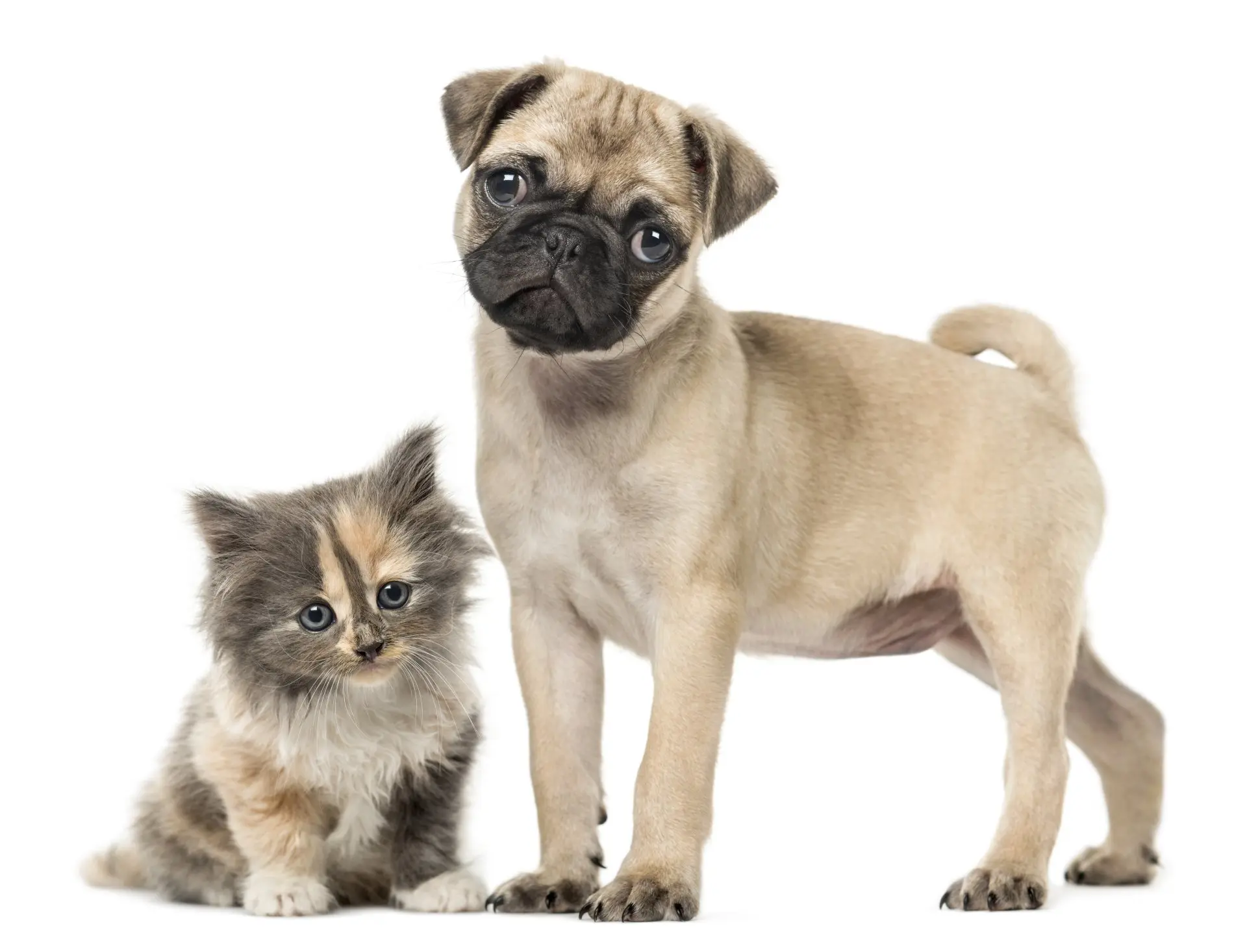 Pug puppy and European shorthair kitten standing on a white studio backdrop.