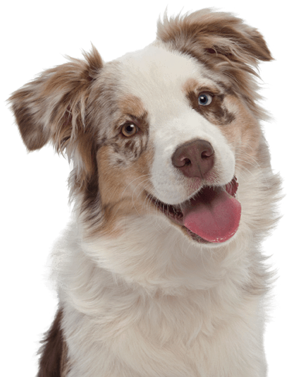 Multi-colored Australian Shepard dog looking at the camera.
