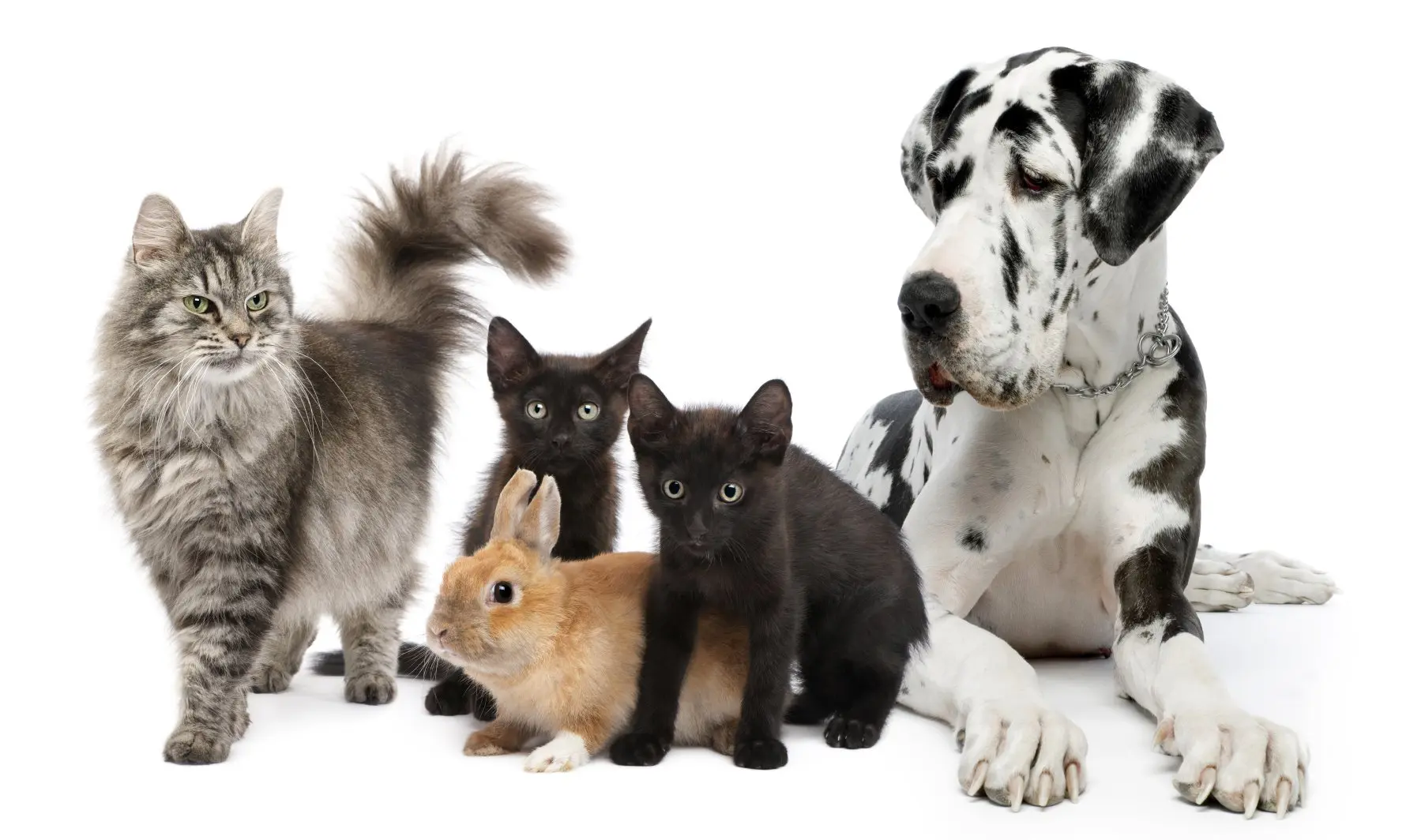 Striped cat, 2 black kittens, 1 tan rabbit and a black and white large dog laying on a white studio backdrop.