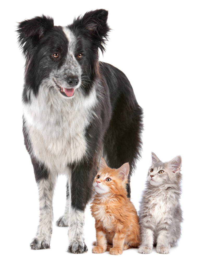 A Border collie and two kittens standing in a group over a white studio backdrop.