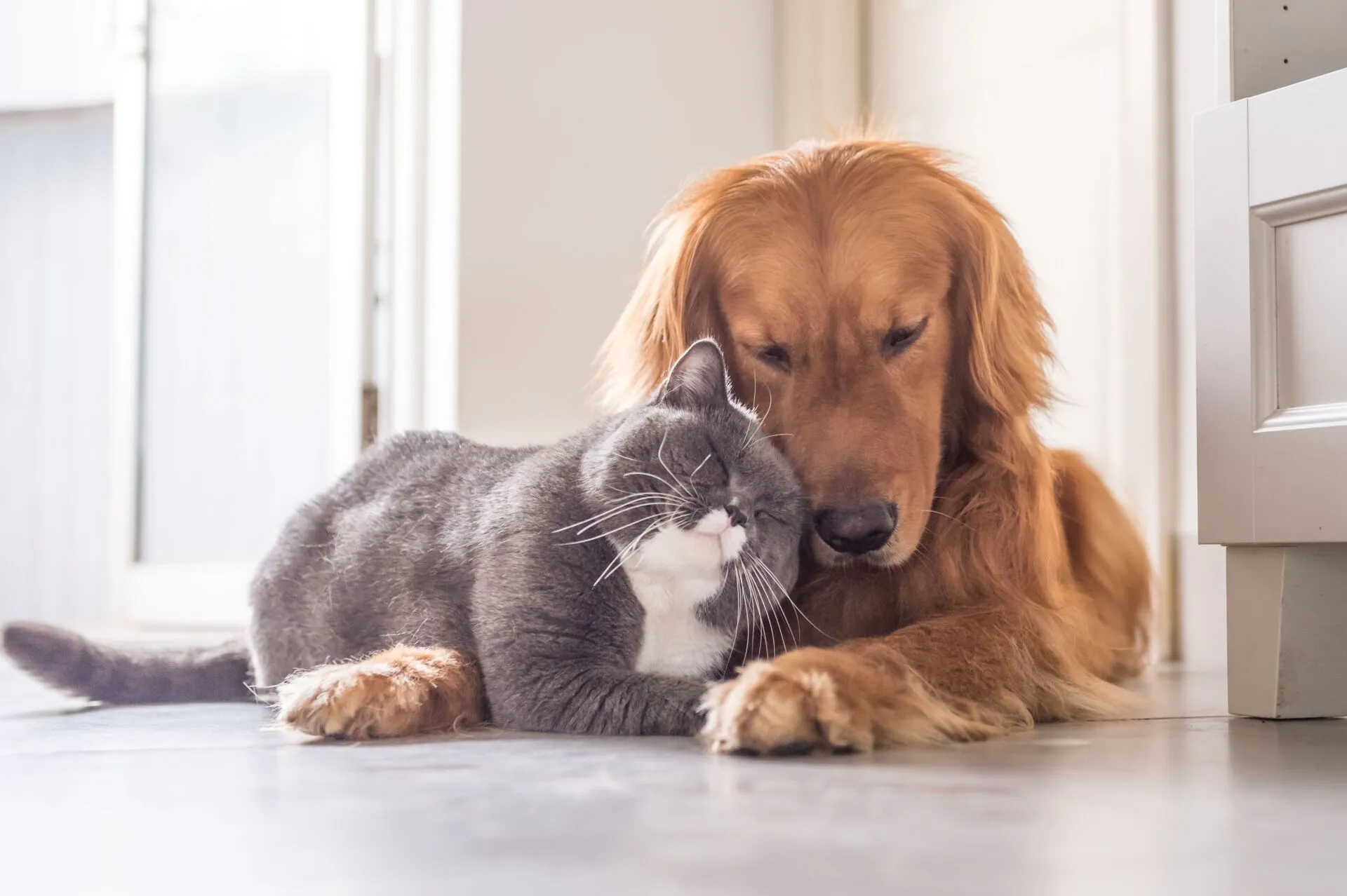 Cat with grey and white fur cuddling with a brown dog