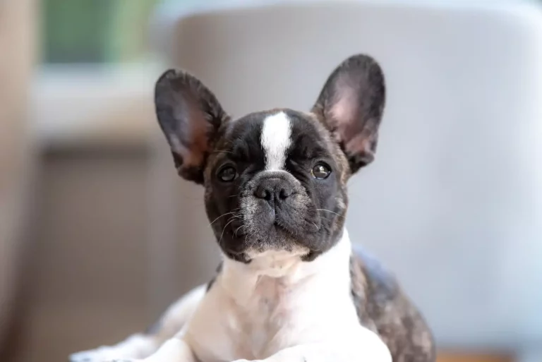 Celebrating The French Bulldog: A Little Dog With A Big Heart