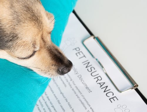 Thinking About Pet Insurance? Here’s What You Need to Know