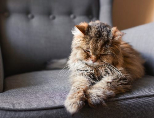 Understanding the Slowing Pace of Senior Pets: A Guide to Their Health and Well-being