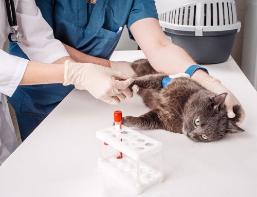 The Hidden Clues in Your Pet’s Blood: A Vet’s Guide to Early Detection