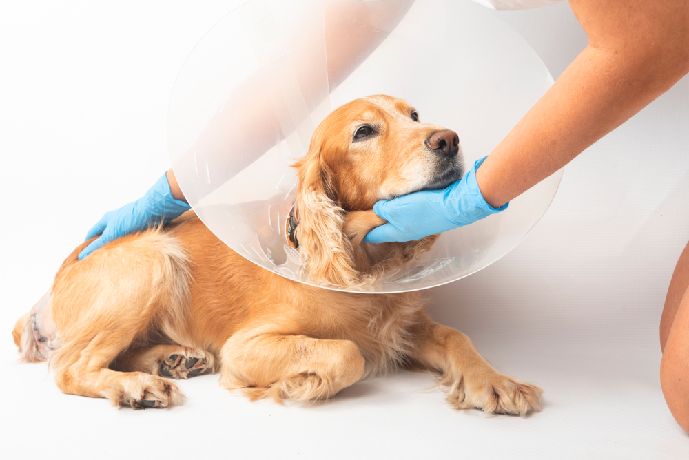 Dog recovery after hernia surgery with post-operative veterinary care