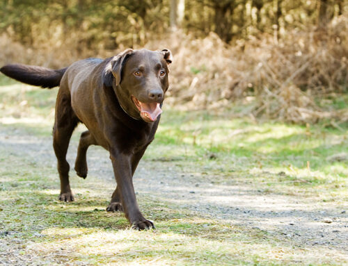 Common Causes of Limping in Pets and How Diagnostics Help