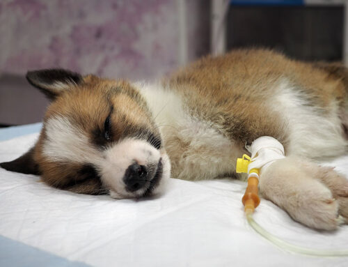 Common Puppy and Kitten Emergencies: Recognizing and Handling Urgent Issues