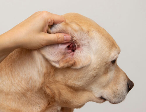 Ear Infections in Dogs: How to Prevent and Treat Recurring Issues