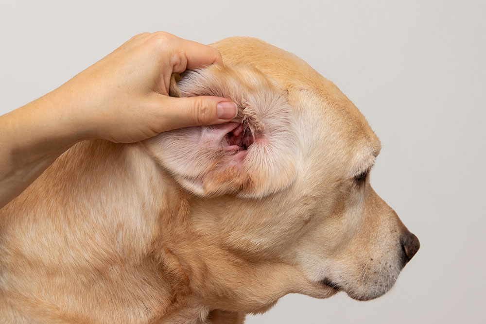 A person gently lifts and inspects the inner ear of a light-colored dog, showing the ear canal and surrounding fur up close.