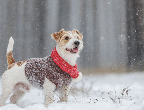 Dangerous Winter Things for your pet-anti-freeze, mouse bait, sidewalk salt, negative temperatures
