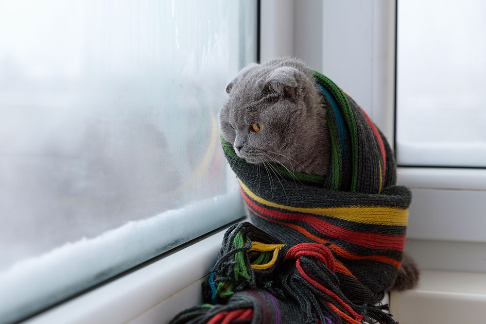 A gray Scottish Fold cat wrapped snugly in a colorful striped scarf looking out a frost-covered window.