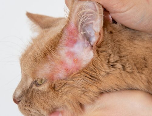 Alopecia in Dogs & Cats: Endocrine vs. Dermatologic Causes