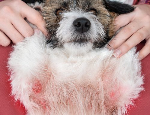 When Does a Pet’s Allergic Reaction Become an Emergency?