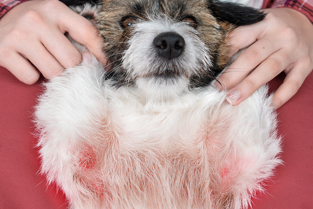 Dog with red, irritated skin and allergic wounds being examined for signs of skin irritation.