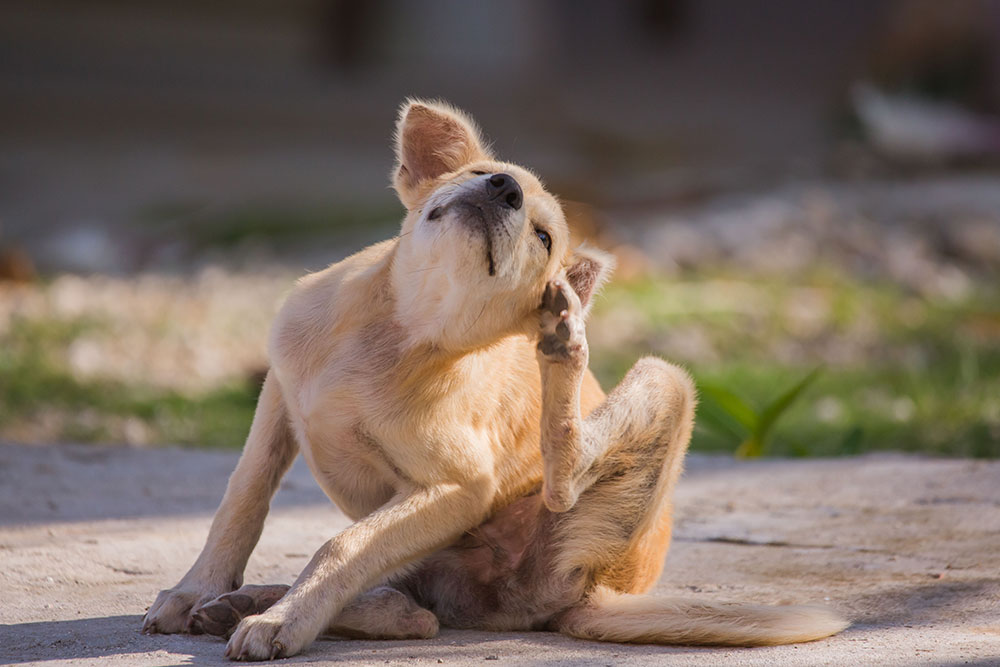 Dog scratching its skin due to itching and possible skin irritation.